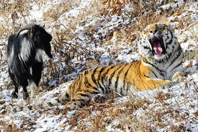 Знаменитый дружбой с тигром козел Тимур умер в Приморском сафари-парке -  08.11.2019, Sputnik Казахстан
