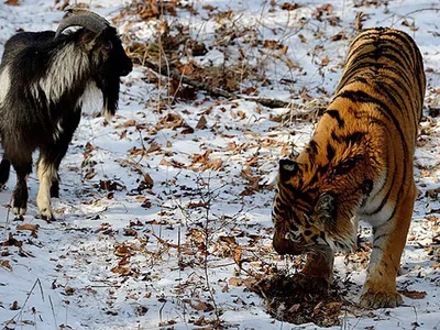 Козел Тимур и тигр Амур решили взять паузу в отношениях — 19.12.2015 — В  России на РЕН ТВ
