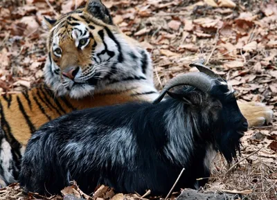 Онлайн-трансляция жизни тигра Амура и козла Тимура начнется в среду –  Москва 24, 29.12.2015