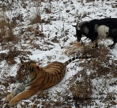 Тигр Амур и козел Тимур из приморского сафари-парка прятались от снега под  одной крышей - KP.RU
