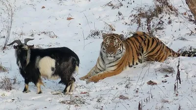 Тигр Амур и козел Тимур из Приморского сафари-парка отметили первый месяц  совместной жизни - PrimaMedia.ru
