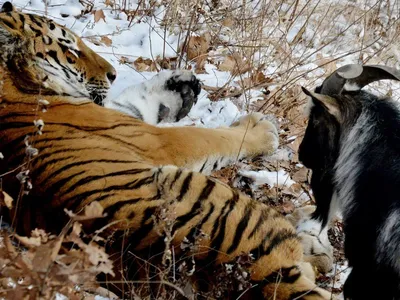 Тигр Амур и козел Тимур охладели друг к другу — видео