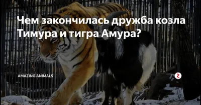 Для нас это было большим удивлением»: директор сафари-парка — о судьбе тигра  Амура и козла Тимура шесть лет спустя — РТ на русском