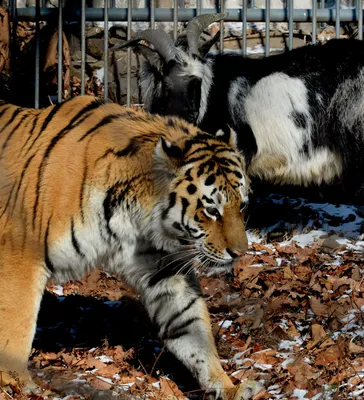 Как поссорились тигр Амур и козёл Тимур. Репортаж из сафари-парка - YouTube