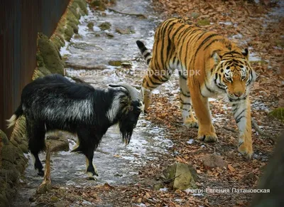 Тайга разлучила тигра Амура и козла Тимура :: Новости :: ТВ Центр