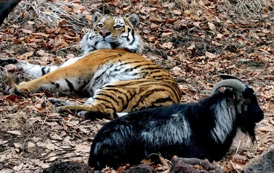 Тигр Амур и козел Тимур больше не будут жить вместе - Российская газета