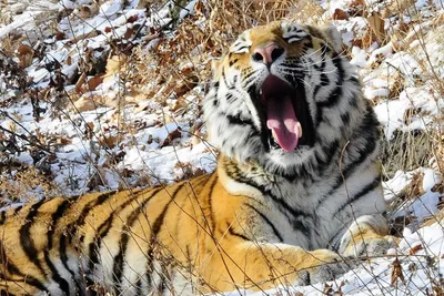 Удивительные случаи дружбы животных, которым тигр Амур и козел Тимур подали  пример — 06.12.2015 — В России на РЕН ТВ