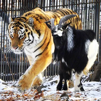 Сладкая парочка тигр Амур и козел Тимур из Приморья обзавелись страницами в  соцсетях - PrimaMedia.ru