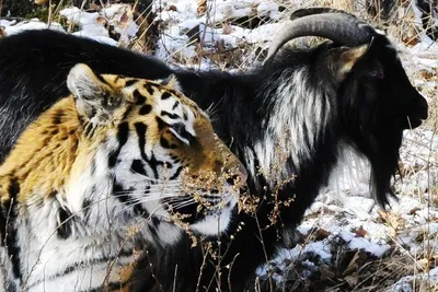 File:Amur and Timur 003.jpg - Wikipedia