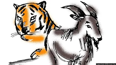 В Приморье рассказали о состоянии тигра Амура после смерти козла Тимура -  РИА Новости, 03.03.2020