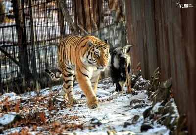 Тигр Амур стал учить козла Тимура охотиться » Тигромания – всё о тиграх