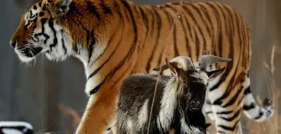 Тигр Амур и козел Тимур - YouTube