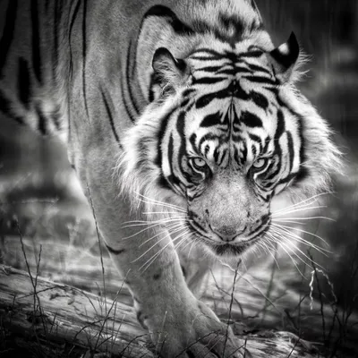 Тигр чб фото 