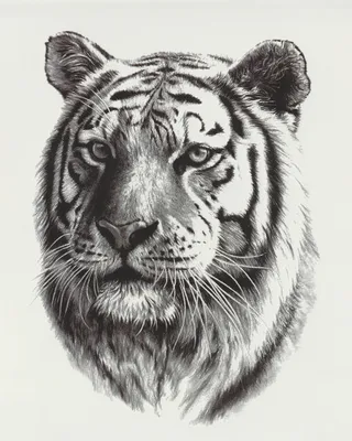 Черно белое изображение тигра, …» — создано в Шедевруме