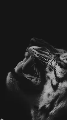 Картинки тигр Большие кошки Усы Вибриссы Черно белое 1638x2048