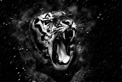 Черный И Белый Тигр — стоковые фотографии и другие картинки Тигр - Тигр,  Чёрно-белый, Мужество - iStock