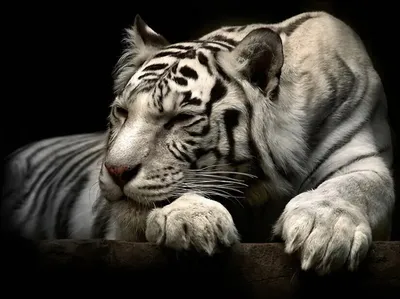 Картина на стекле Бенгальский тигр ч/б - купить недорого в  интернет-магазине Postermarket в Москве