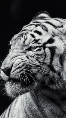 Тигр (черный И Белый), Таиланд Фотография, картинки, изображения и  сток-фотография без роялти. Image 17129155