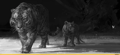 Интерьерная картина \"Тигр ЧБ рычит\" 40*50 см - купить по низкой цене в  интернет-магазине OZON (1341326469)