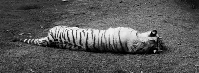 Бенгальский тигр Белый тигр Черный и белый Черный тигр, Черно-белые  животные, белый, млекопитающее png | PNGEgg