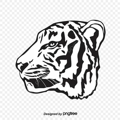 Взорвать черный и белый тигр ревя с отображением зубов рта открытым  Стоковое Фото - изображение насчитывающей фронт, глаза: 202227044