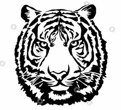черно белое изображение тигра камерой, черно белое изображение тигра, дикая  природа, животное фон картинки и Фото для бесплатной загрузки