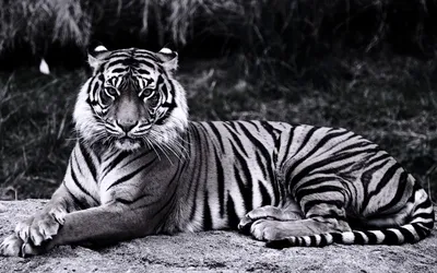 черно белое фото белого тигра, черно белое изображение тигра, дикая  природа, животное фон картинки и Фото для бесплатной загрузки