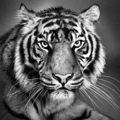 Фото Тигры Большие кошки Оскал животное 2500x1667