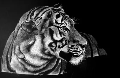 Тигра На Черном Фоне Черный И Белый Красивый Тигр — стоковые фотографии и  другие картинки Германия - iStock