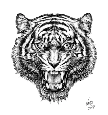 Взорвать черный и белый тигр ревя с отображением зубов рта открытым  Стоковое Изображение - изображение насчитывающей изолировано, открыто:  202227031