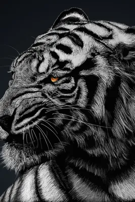 Черный И Белый Тигр — стоковые фотографии и другие картинки Агрессия -  Агрессия, Азия, Бенгальский тигр - iStock
