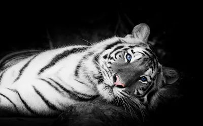 Бесплатное изображение: черный и белый, творчество, Граффити, тигр, кошка,  украшения, животное, Руководитель, лицо, Искусство