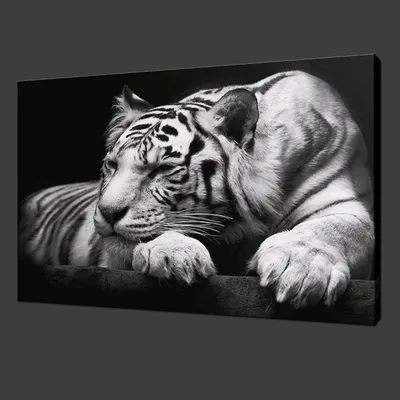 Животное Тигр Черное И Белое - Бесплатное фото на Pixabay - Pixabay
