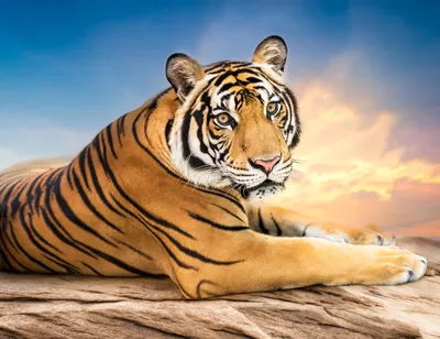 Черный и белый тигр стоковое фото ©art9858 66245159