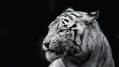 Скачать 1024x600 бенгальский тигр, тигр, чб, хищник обои, картинки нетбук,  планшет