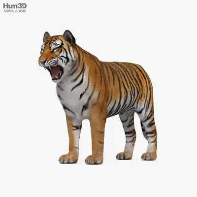 Tiger Roaring 3D model - Download Animals on 3DModels.org