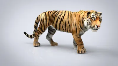 Animated Furry Tiger 3D Model for Download | promax3d.com - YouTube
