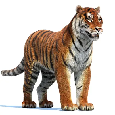 Tiger Fur 3D Model for Download | PROmax3D
