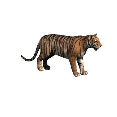 OBJ file TIGER - DOWNLOAD TIGER 3d model - animated for  blender-fbx-unity-maya-unreal-c4d-3ds max - 3D printing TIGER FELINE - CAT  - PREDATOR 🐅・3D printer model to download・Cults