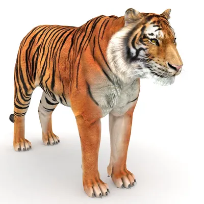 Как сделать фото или видео тигра и других 3D животных в Google на iPhone |  AppleInsider.ru