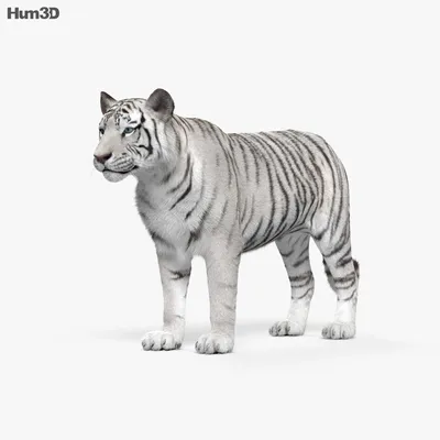 Tiger 3D Model in Wildlife 3DExport