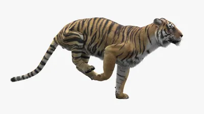 Watch Clip: Time Lapse 3D Drawing: Young Tiger | Prime Video