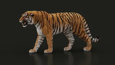 3D Tiger Animated model — Missset