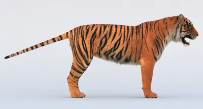 Tiger face 3d illustration, colorful tiger mascot, tiger logo design  20250793 Vector Art at Vecteezy