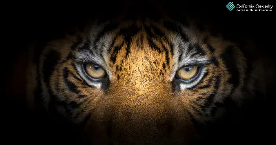Пользовательские 3D фотообои Тигр плакат настенная живопись Гостиная вход  спальня фон стены искусства животных настенная роспись | AliExpress