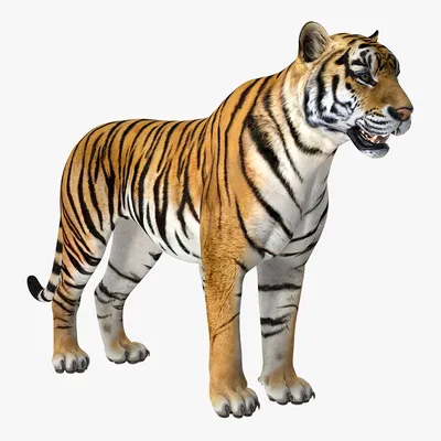3D Tiger Painting | 3d art painting, Tiger painting, Murals street art