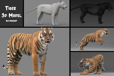 Realistic Cute Tiger 3d Model, Animal, Forest, Chubby Cheeks PNG  Transparent Clipart Image and PSD File for Free Download