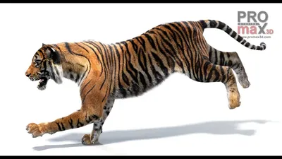 Tiger 3d model - Rigged, with Fur | Best Of 3d Models