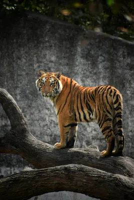 Beautiful Tiger - High Definition Wallpaper | Pet tiger, Bengal tiger,  Tiger pictures