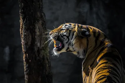 Tiger Yanking Its Mouth Open With Teeth Out Background, Barking Tiger, Hd  Photography Photo, Animal Background Image And Wallpaper for Free Download